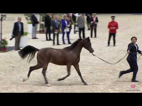 N 105 ZUHAYR AL SHAQAB   Paris 2019   Yearling Colts Class 4B