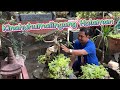 G_Vlog#20: HALAMAN na Kinahuhumalingan Ngayon ni Garden Buddy || DIY landscape landscaping ideas