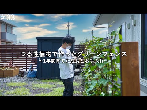 急成長するつる植物 - Humulus lupulus - Climbing Hublon