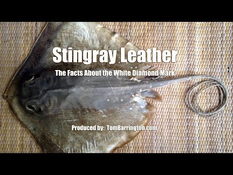 download lagu mp3 mp4 Stingray Skin Jewelry, download lagu Stingray Skin Jewelry gratis, unduh video klip Stingray Skin Jewelry