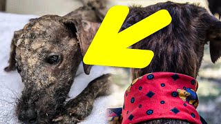 Woman Finds Sickly Stray On The Street, Now the Dog is Unrecognizable by Did You Know Animals?