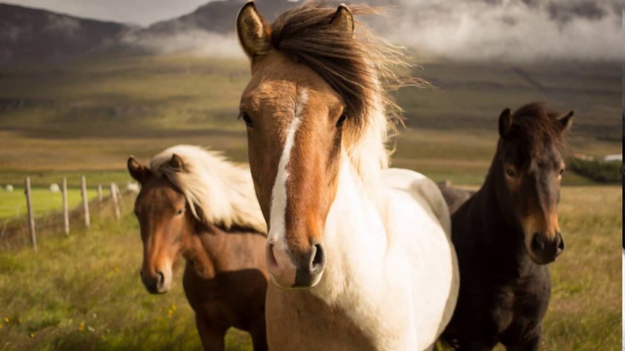 Beautiful animals and birds wallpapers Video