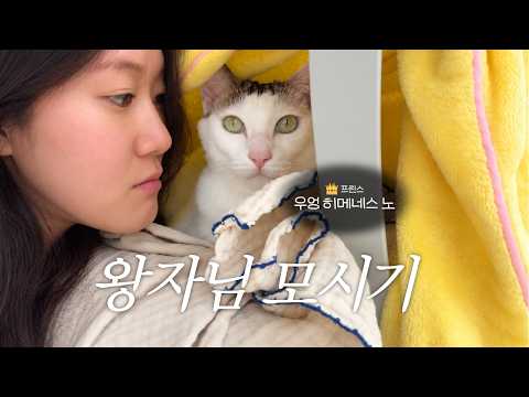 포도밭에서 데려온 고양이 3년간 오냐오냐 키웠더니...