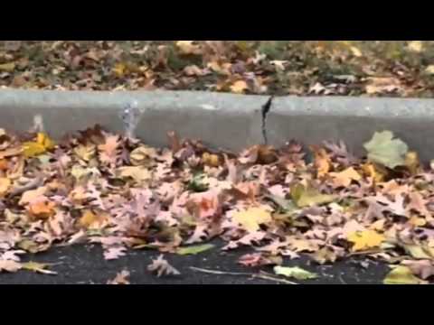 First cat Glynis put out yrs ago "Leah!"