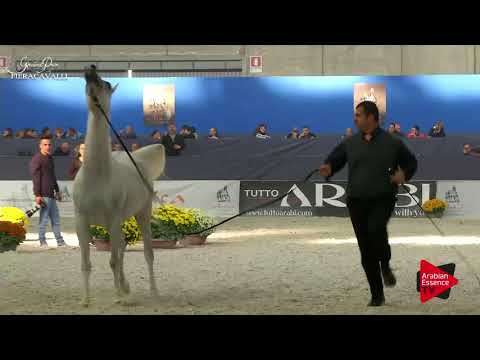 N.15 HANAYA JAZEEBAH - Gran Prix Fieracavalli 2017 - 2-3 Years Old Fillies (Class D)
