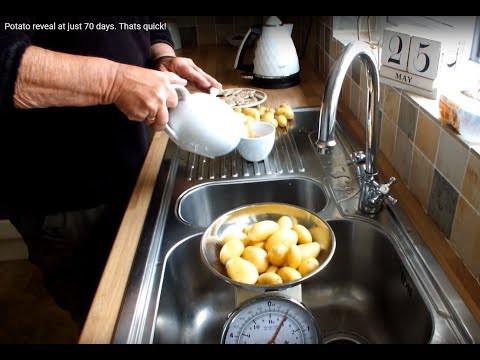 When should I harvest my early Potatoes in Buckets.Grow Vegetables