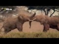 Elephant Vs Elephant Deadliest Fight Nat Geo Wild