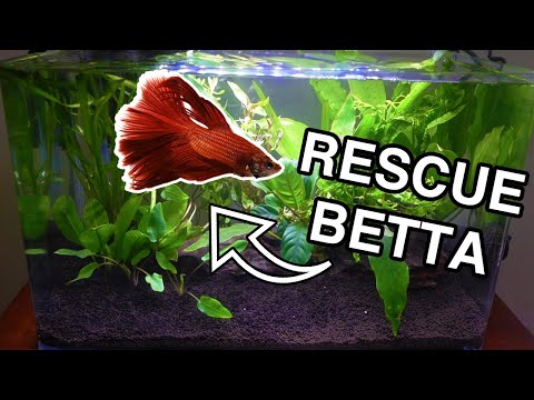 Beginner Betta Fish PLANTED TANK