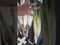 Mogalirekulu Pujakupanikiradu Flowers Puvvu Mogalipuvvu Flowermak Trending Ytshorts Varial