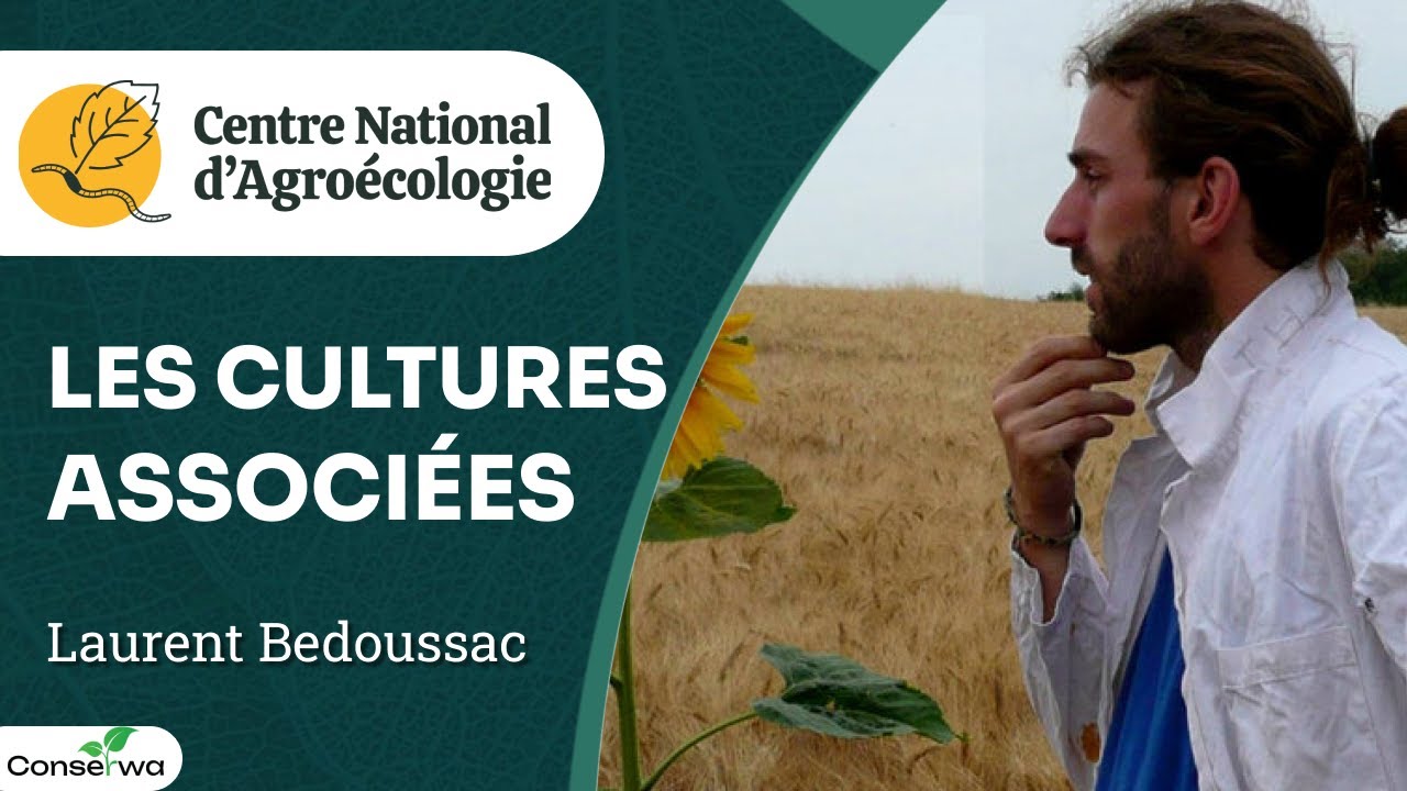 Rendement en bas niveau d'azote : cultures associées en grandes cultures, Laurent Bedoussac - CNA