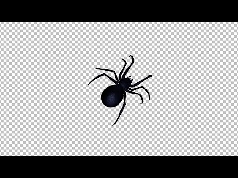 Black Widow Spider Walking Over Screen