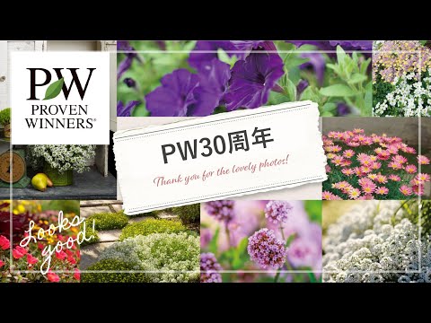 園芸 ブルー ジェネピ、マレ ジェネピ、ブラック ジェネピ、トゥルー ジェネピ