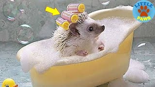 Funny and Cute Hedgehog Compilation