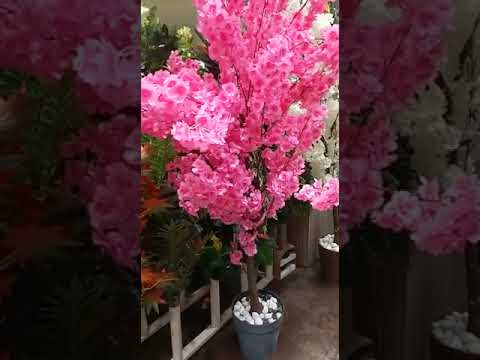 Cherry blossom Flowers plant