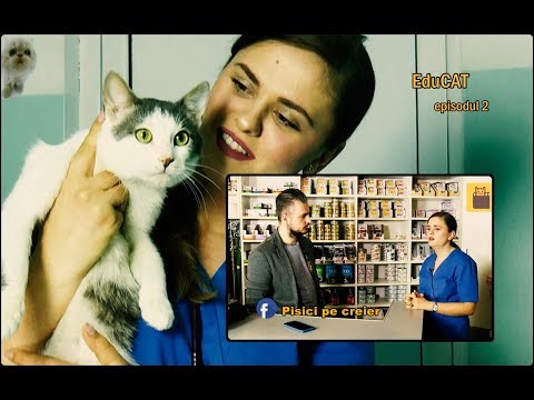 EduCAT (Episodul 2) - FIV? FELV? Ce sunt? Cat de grave sunt? Se poate trăi cu ele?