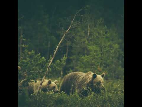 Warmth - Wildlife Addendum (Full Album)