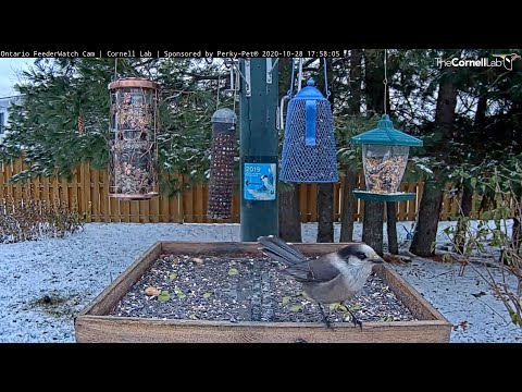 Canada Jay visits Ontario feeder       18 57 22    Video 2020 10 28 183321