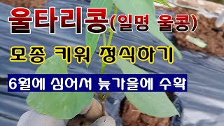 [텃밭농부 1,560]  넝쿨성강낭콩. 일명 울타리콩. 모종 키워서 정식하기 #울콩재배