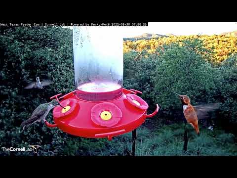 West Texas Feeder Welcomes Hungry Hummingbirds On Early Morning – Aug. 30, 2022