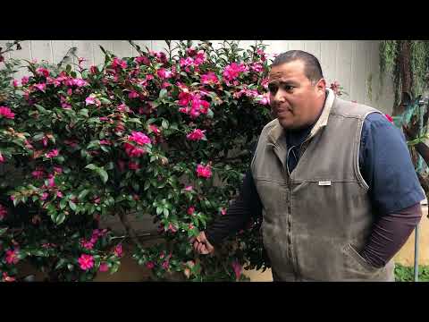 Certified Arborist on trimming Camellias