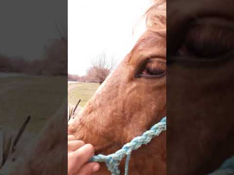 O scurta prezentare cu manza lui miti de la seitin