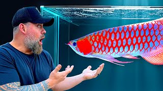 Download lagu $100,000 Fish! Inside China's BIGGEST ASIAN AROWANA Competition mp3 Download lagu $100,000 Fish! Inside China's BIGGEST ASIAN AROWANA Competition mp3