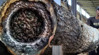 Download lagu TEMUAN LUAR BIASA!! Kayu Hitam yang Tak Seorang Pun Berani Menebangnya di Pabrik Penggergajian mp3