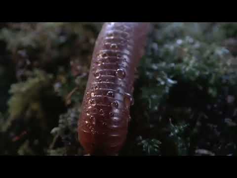 Shape of Life  Terrestrial Arthropods   The Conquerors