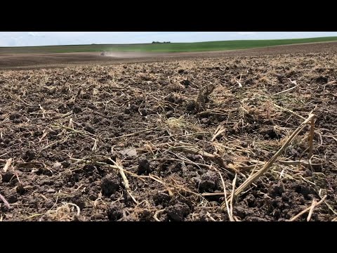 Le froid hivernal a impacté les cultures de colza