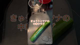 暑いとキッチンで料理作る気なくなるから火を使わないレシピ きゅうりを斜めに切ったら塩かけて水分抜いて絞る ツナ缶と調味料を入れて混ぜたら中華サラダの完成 #ズボラ飯 #時短料理 #簡単レシピ