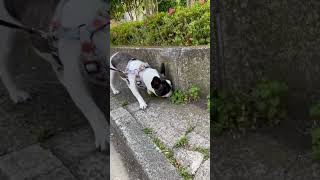 くん活で大忙しです😅#shorts　　　　　　　　　　　　　　　　　　　　　　　　　　　　　 "I'm extremely busy with my personal life."