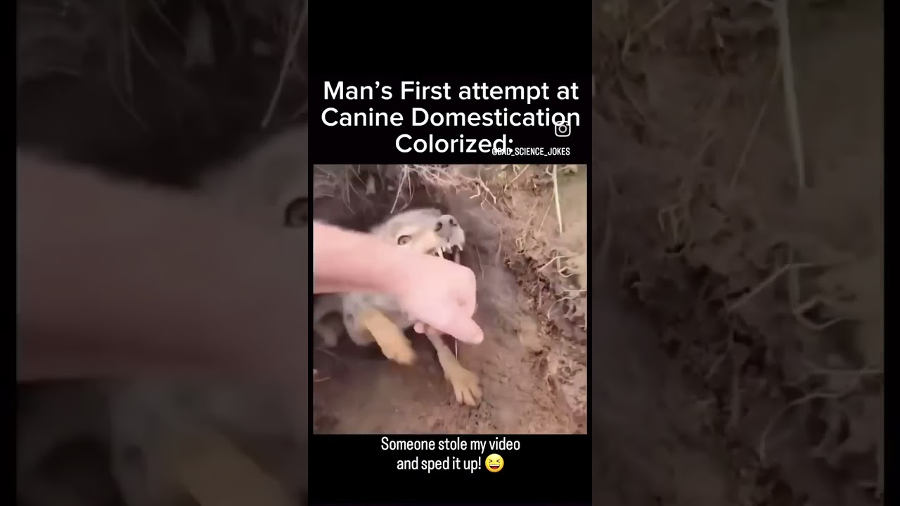 Oh hey, little coyote ooowww￼