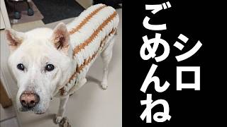 愛犬シロとの別れ