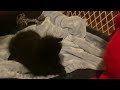 Tickle Me Elmo Portia