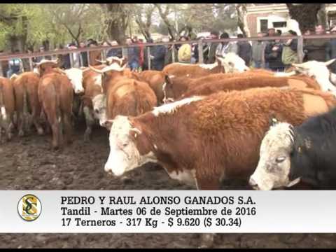 06-09-16 - VENTA de MACHOS - PEDRO Y RAUL ALONSO GANADOS S.A. - TANDIL