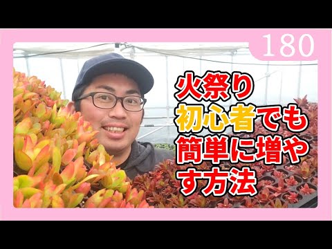 園芸 クラッスラ仏陀寺院