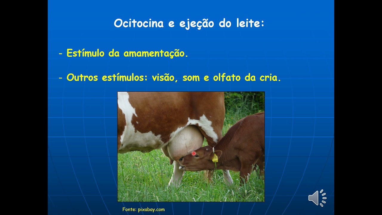 Sistema Endócrino Hipotálamo Neurohipófise