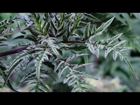 „Mentha de Croco“ A Mutant Cannabis Masterpiece