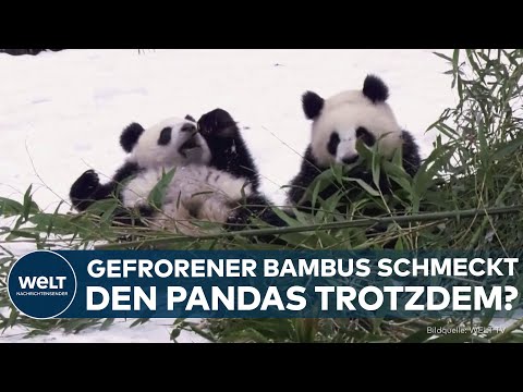 Video Thumbnail: BERLIN: Winterfreude im Tierpark! Pandas erleben ersten Schnee – Eisbären blühen bei Frost auf!