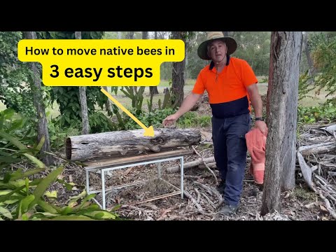 Moving the Australian Native bees in 3 steps