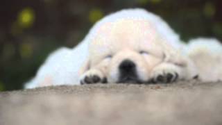 preview picture of video 'Goldens de Santo Quintino - HAPPY LITTER - 6 Weeks'