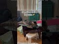 Funny Cat Cute Cat Cat Cats Catvideos Catshorts Shortvideo Shorts Funny Funnycats