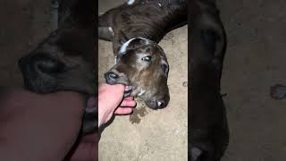 Quem aí já viu uma Bezerra assim ?