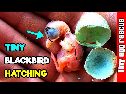 The Smallest Parrot you have ever seen - Tiny egg rescue - Baby Bird Hatching  Smallest Bird
