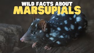 Wild Facts about Marsupials | Learn all about kangaroos, koalas, wombats, and more