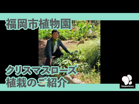 園芸 インディアンローズ