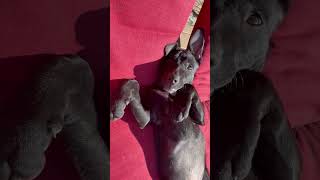 Video preview image #1 Labrador Retriever-Unknown Mix Puppy For Sale in Aurora, CO, USA