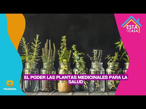El poder las plantas medicinales para la salud