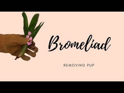 , title : '브로멜리아드 자구 분리 2분 영상  (removing bromeliad pups)'