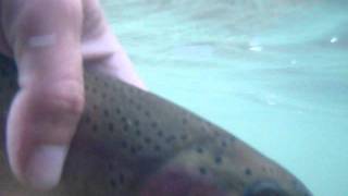 preview picture of video 'Jackson Tailwater Virginia Rainbow Trout'